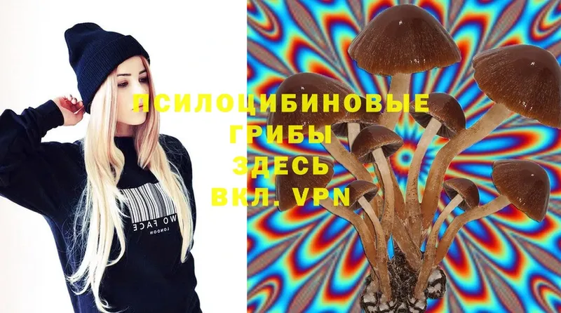 продажа наркотиков  Барыш  Галлюциногенные грибы Psilocybe 